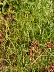 Hypericum linariifolium