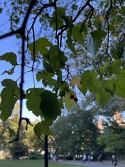 Crataegus phaenopyrum