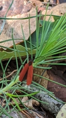 Dictyoptera aurora
