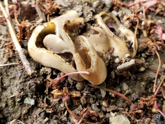 Helvellaceae