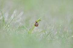 Ophrys speculum