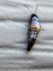 Tachyporinae