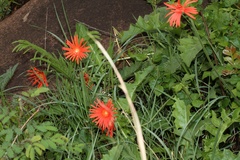 Gerbera jamesonii