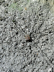 Leiobunum blackwalli