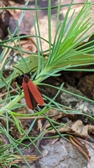 Dictyoptera aurora