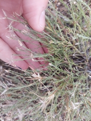 Chaetopappa ericoides