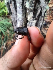 Eleutherodactylus nitidus