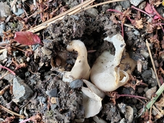 Helvellaceae
