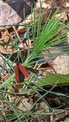 Dictyoptera aurora