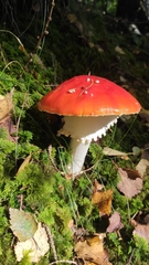 Amanita muscaria