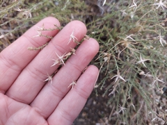 Chaetopappa ericoides