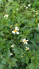 Bidens odorata