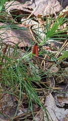 Dictyoptera aurora