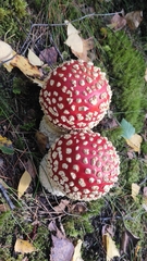 Amanita muscaria
