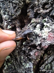 Eleutherodactylus nitidus