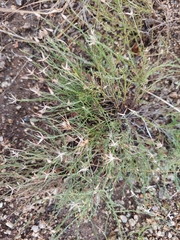 Chaetopappa ericoides