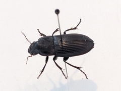 Harpalus caliginosus