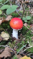 Amanita muscaria