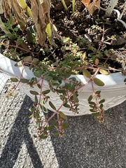 Euphorbia hypericifolia