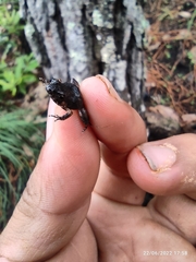 Eleutherodactylus nitidus