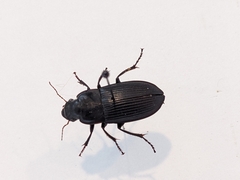 Harpalus caliginosus