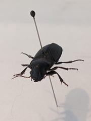 Harpalus caliginosus
