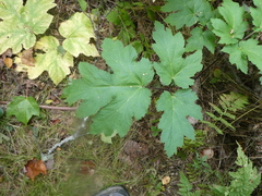 Heracleum maximum