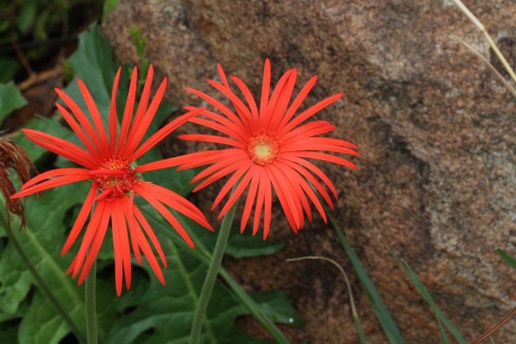 Gerbera jamesonii
