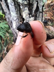 Eleutherodactylus nitidus