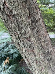 Crataegus phaenopyrum