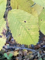 Ulmus thomasii