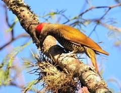 Colaptes rubiginosus