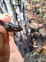 Eleutherodactylus nitidus