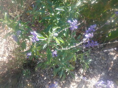 Salvia farinacea