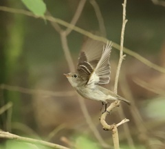 Empidonax virescens
