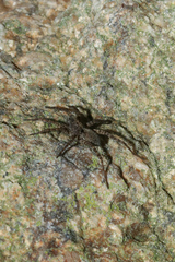 Pardosa