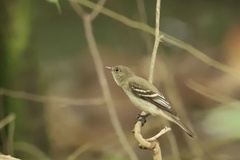 Empidonax virescens