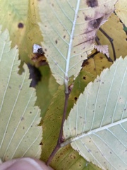 Ulmus thomasii