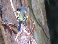 Todirostrum cinereum