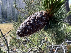 Pinus aristata