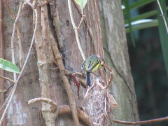 Todirostrum cinereum