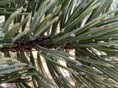 Pinus aristata
