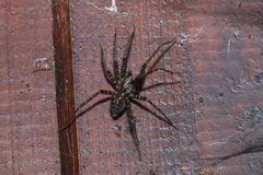 Tegenaria ferruginea