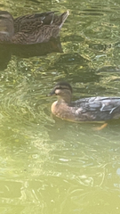 Anas platyrhynchos domesticus