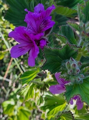 Pelargonium cucullatum