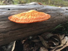 Trametes coccinea