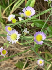 Erigeron quercifolius