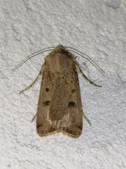 Agrotis trux