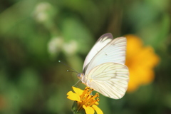 Ascia monuste monuste