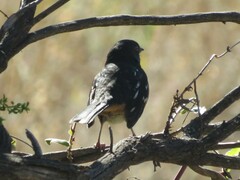 Pipilo maculatus oregonus